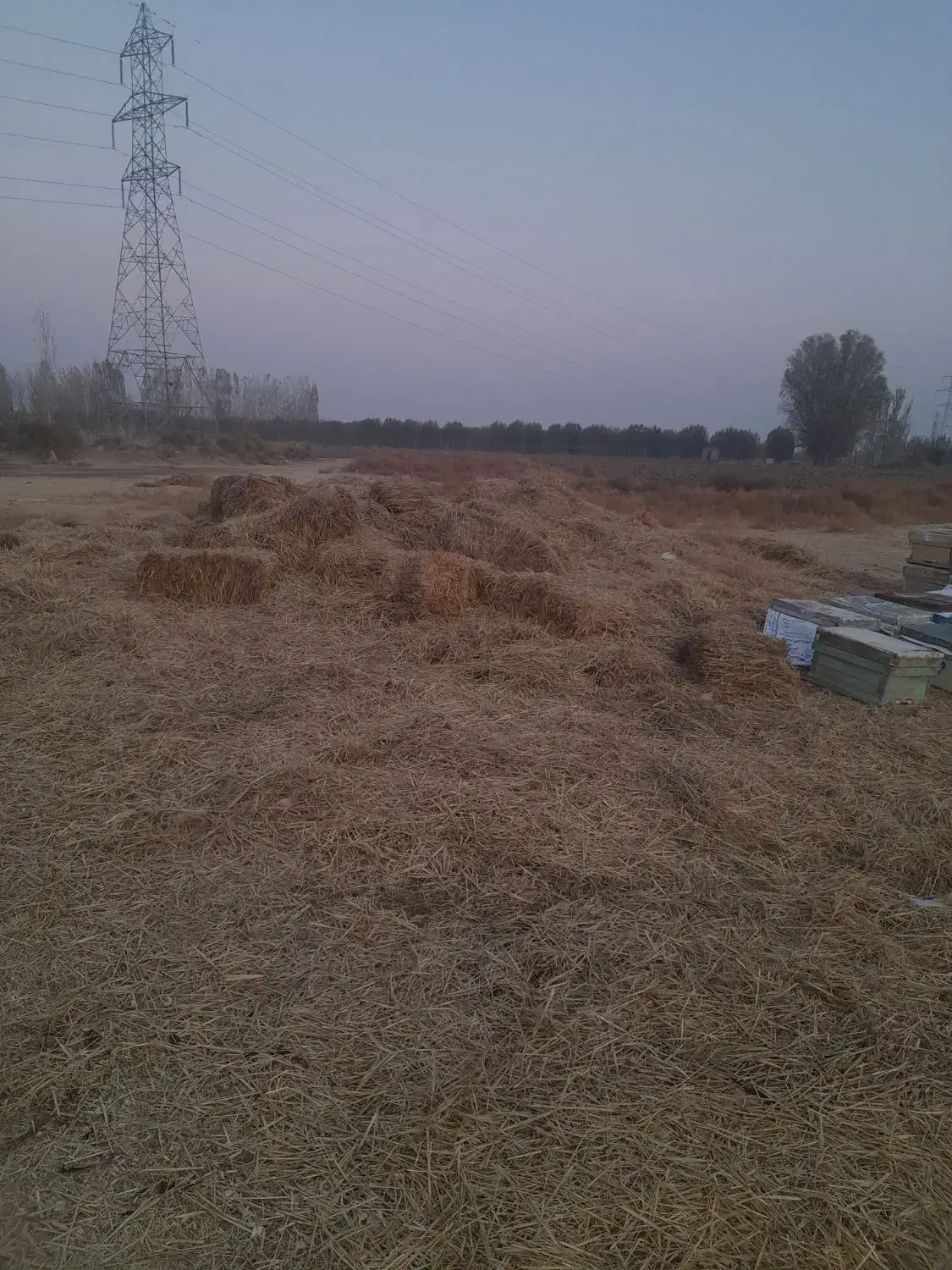 کلش کاه گندم|حیوانات مزرعه|محمدبار, |دیوار