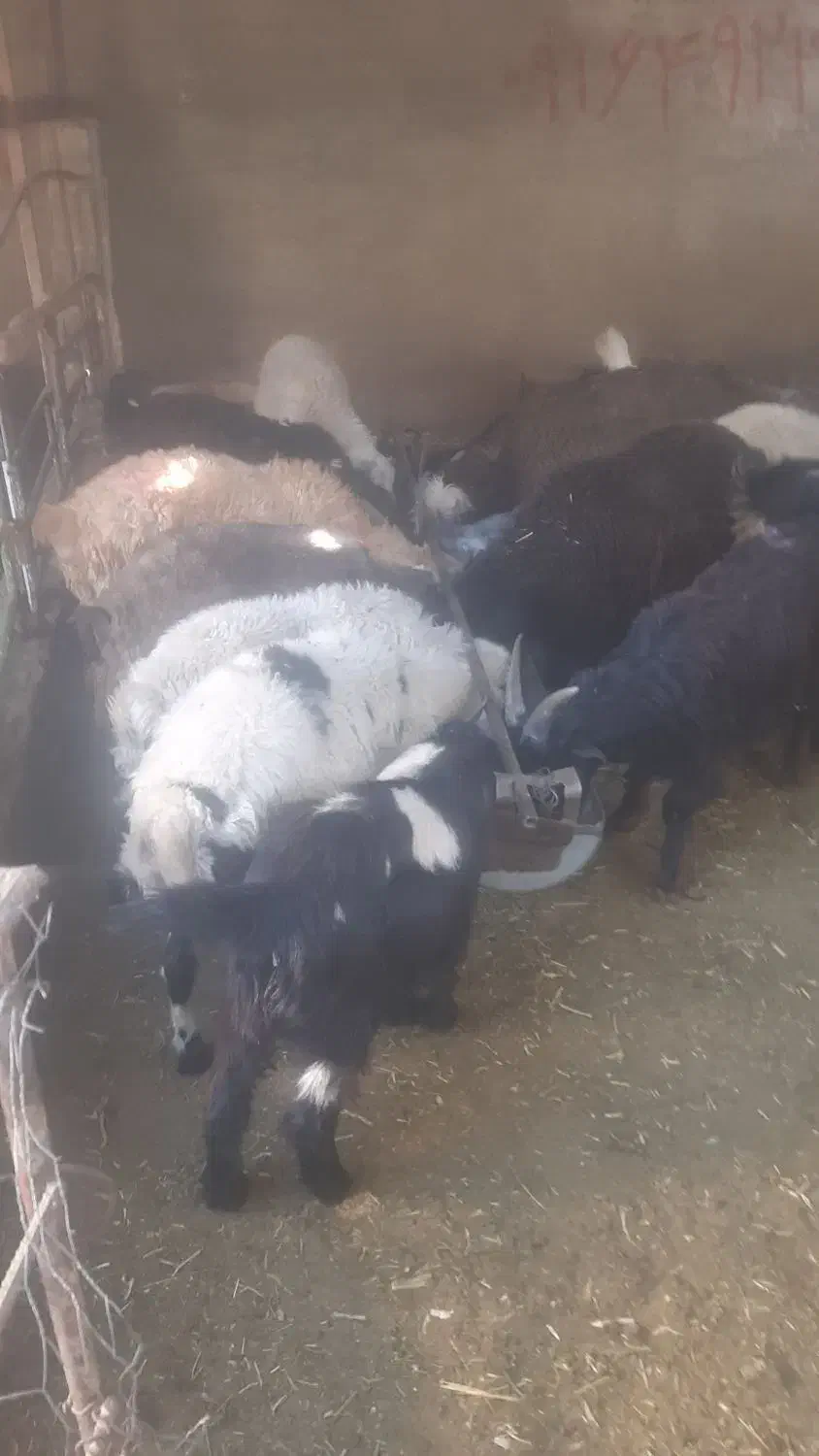 گوسفند زنده کهره بره|حیوانات مزرعه|شیراز, محمدیه|دیوار