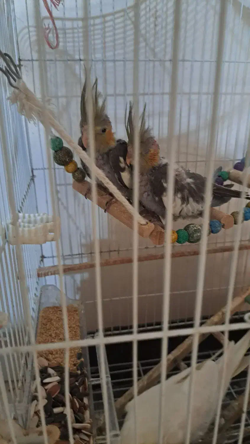 پرنده|پرنده|کوچصفهان, |دیوار