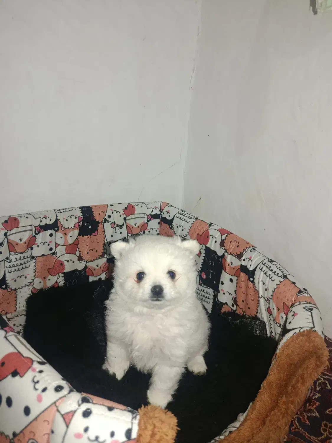 سگ پامر|سگ|شاهرود, |دیوار