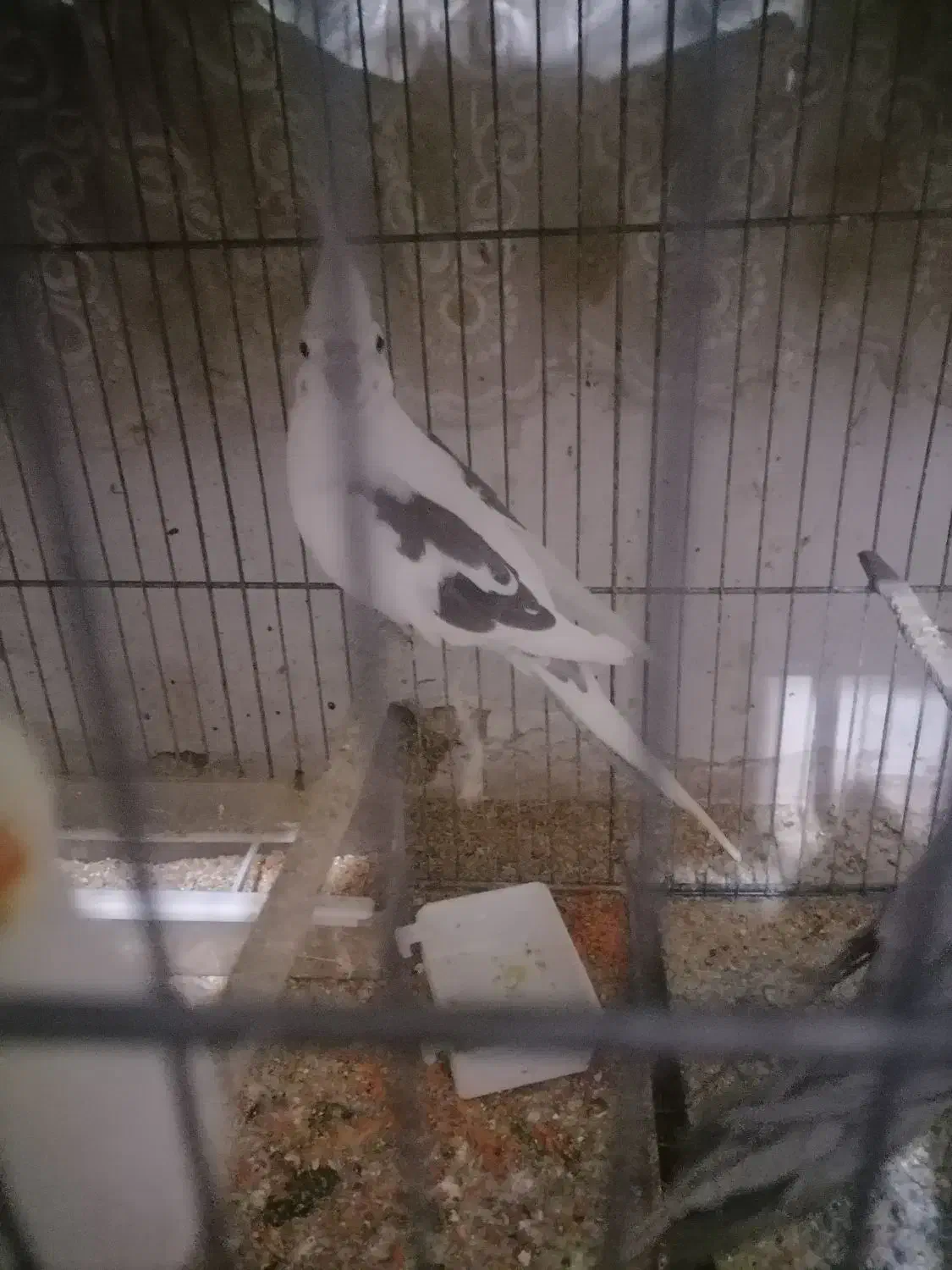 جفت عروس هلندی مولد و کوتوله|پرنده|شیراز, شاهچراغ|دیوار