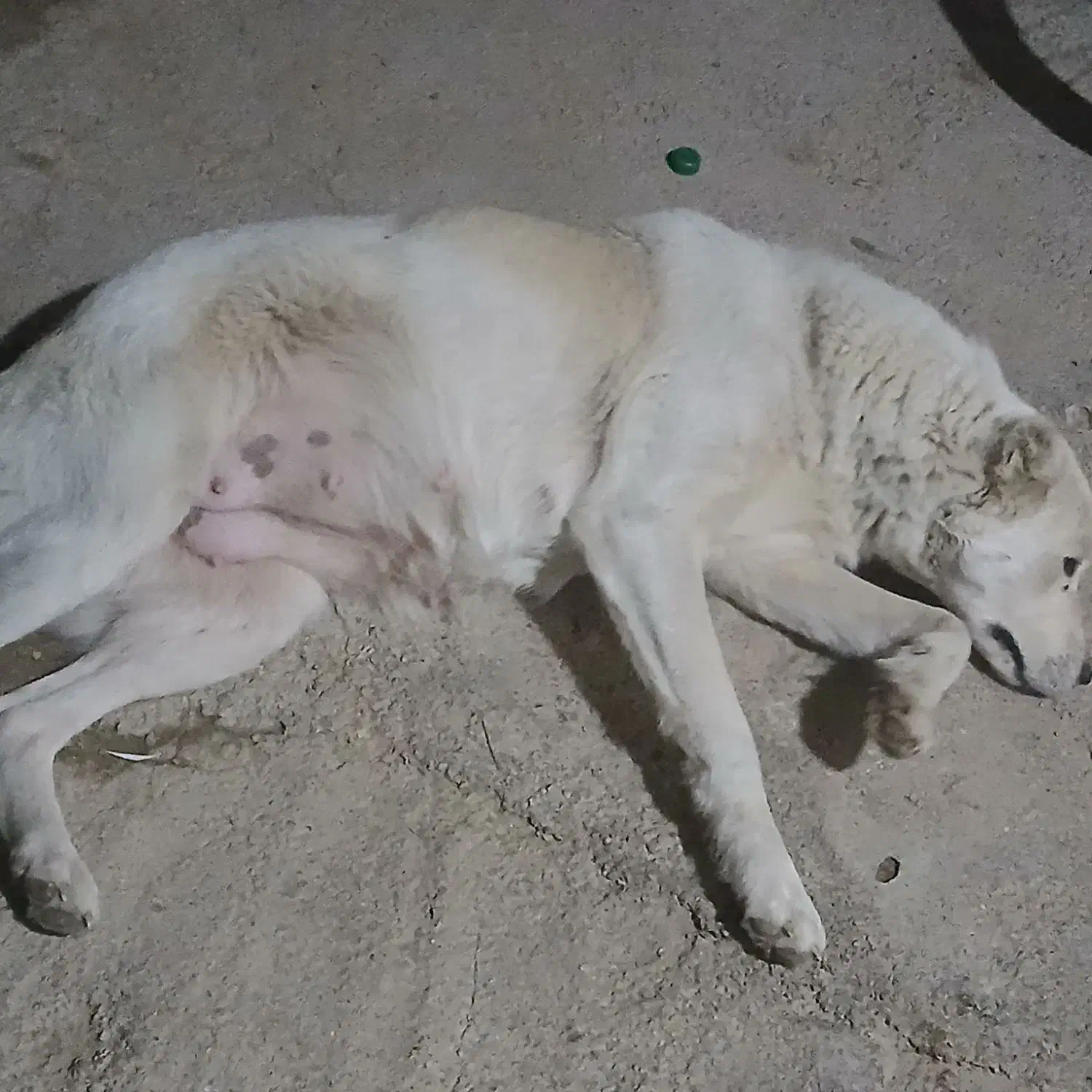 سگ باهوش|سگ|گنبد کاووس, |دیوار