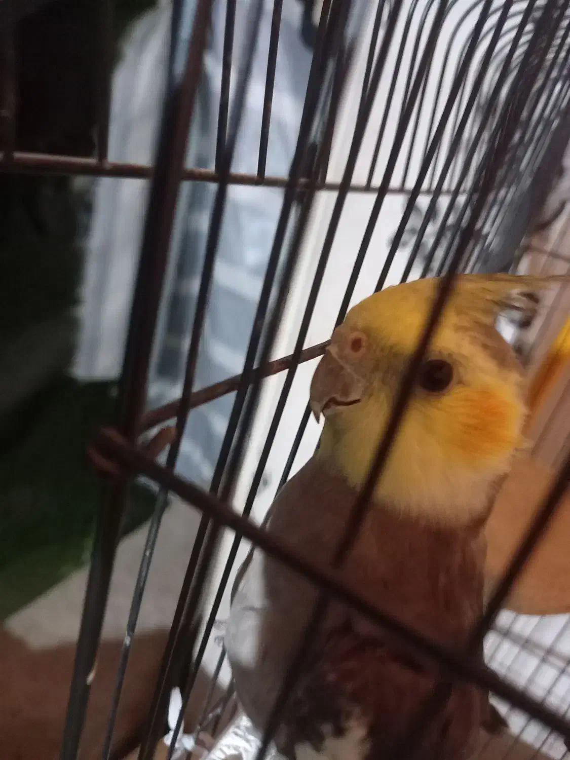 عروس هلندی|پرنده|کوچصفهان, |دیوار