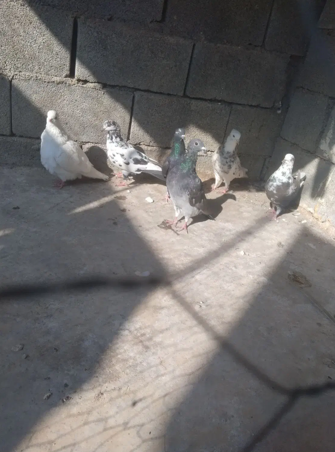 کبوتر|پرنده|برازجان, |دیوار