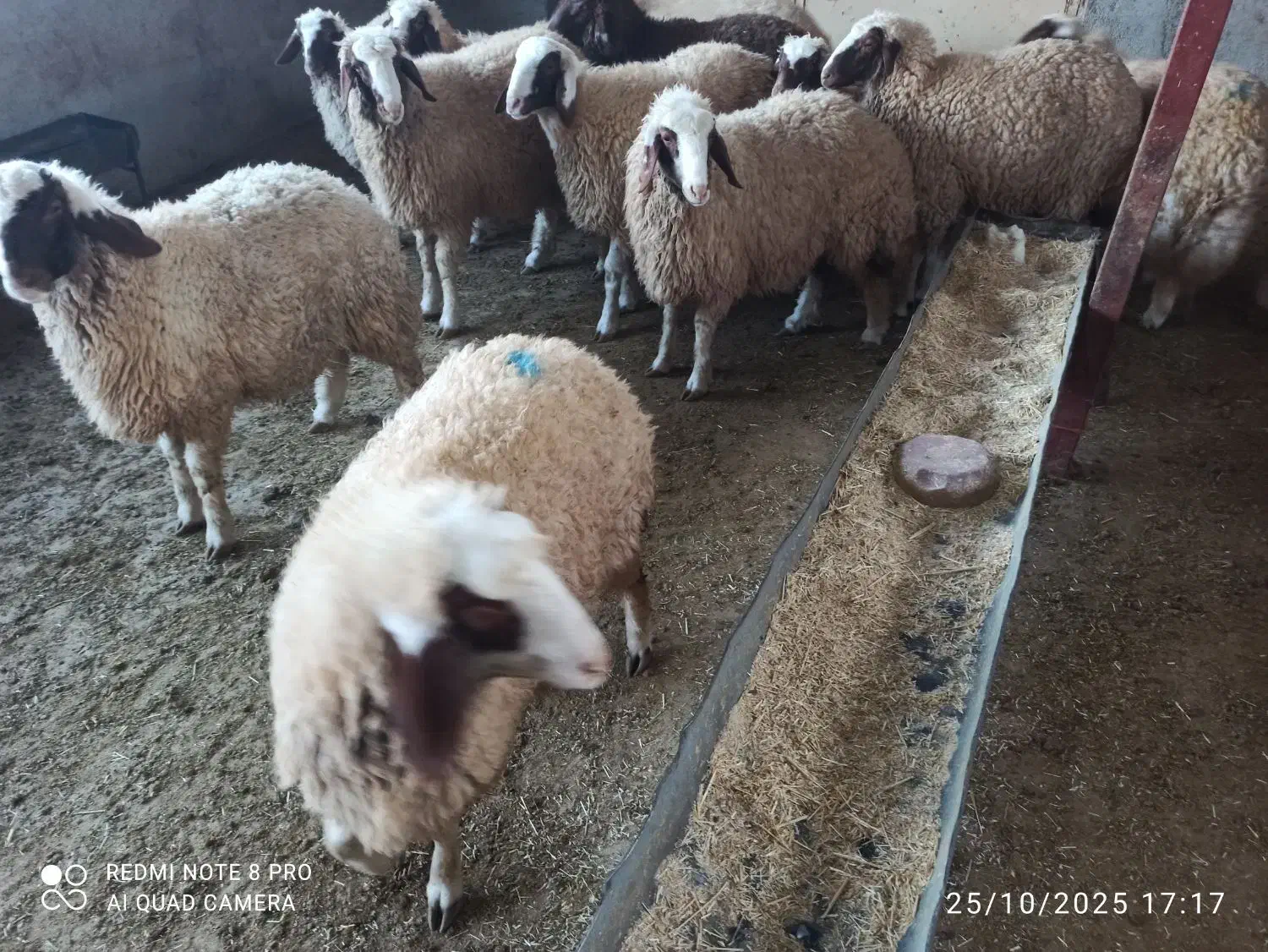 ۹ عدد بره داشتی سنجابی|حیوانات مزرعه|حمیل, |دیوار