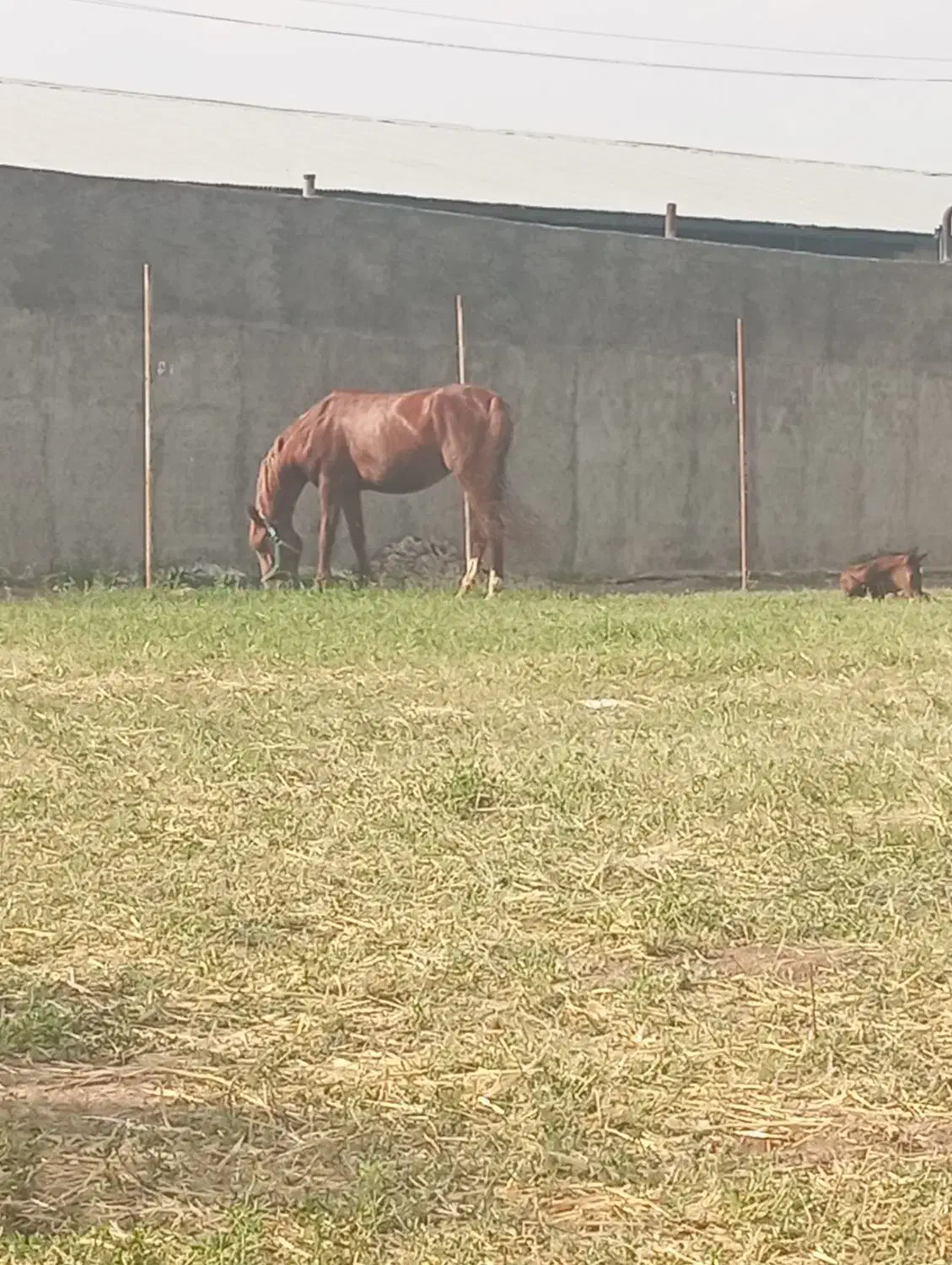 فروش مادیون با کره مادیان|اسب و تجهیزات اسبسواری|سیلاخور, |دیوار