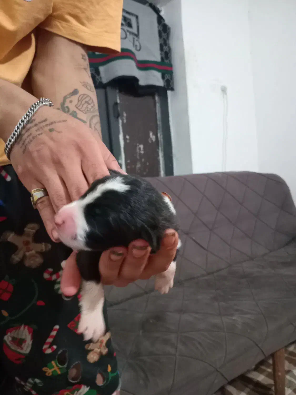 واگذاری سگ|سگ|آلاشت, |دیوار