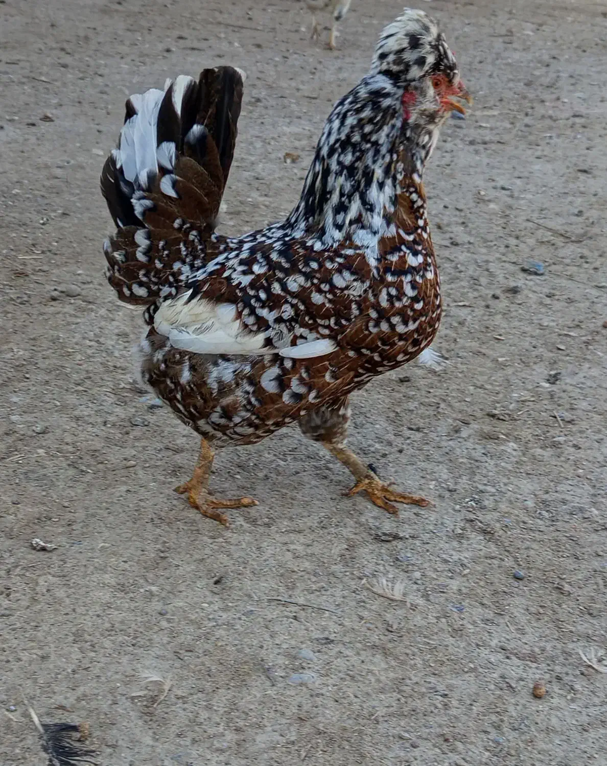 تخم مرغ|خوردنی و آشامیدنی|اسفرورین, |دیوار