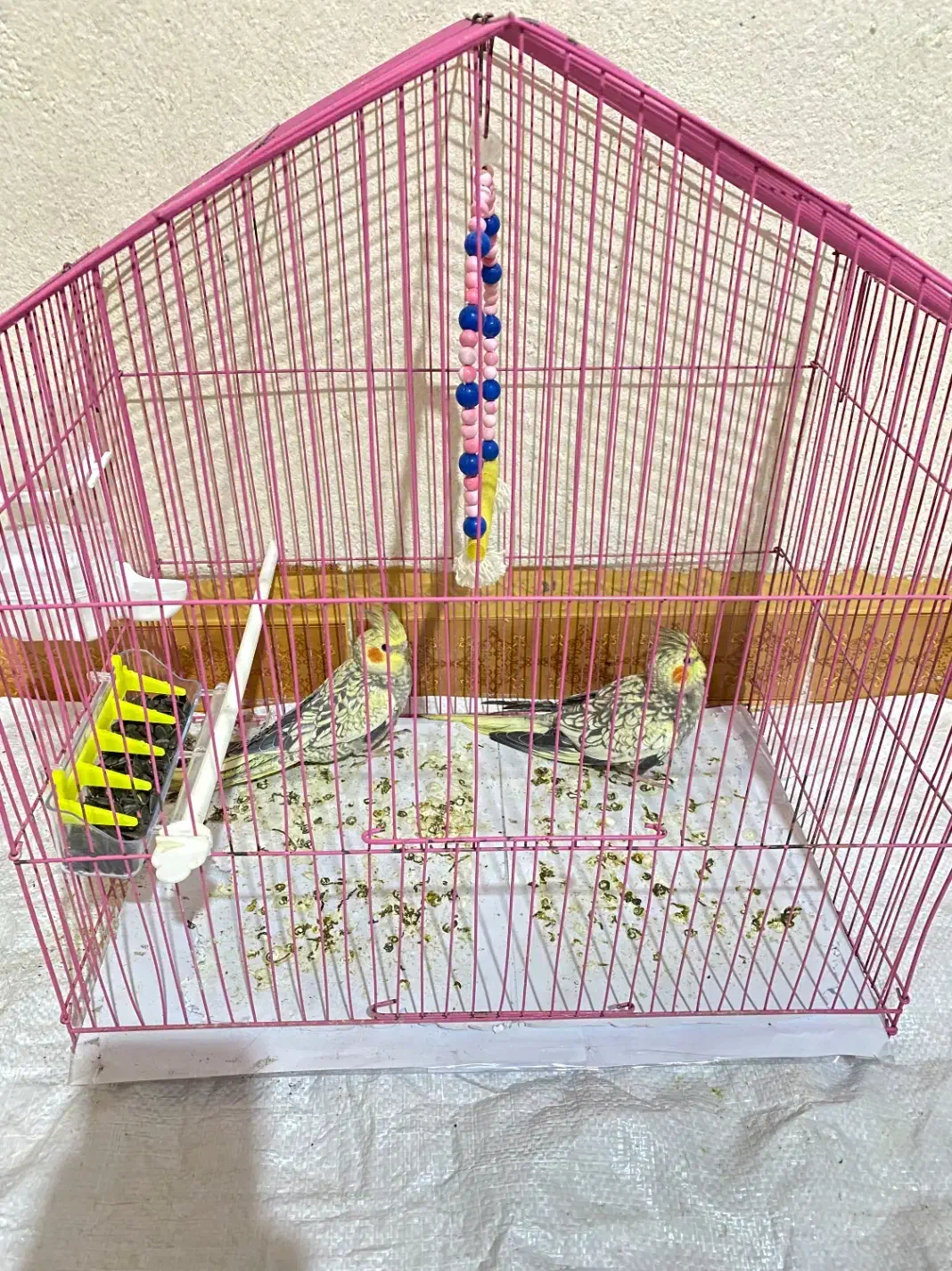 عروس هلندی یکی نر یکی ماده با قفس|پرنده|شاهرود, |دیوار