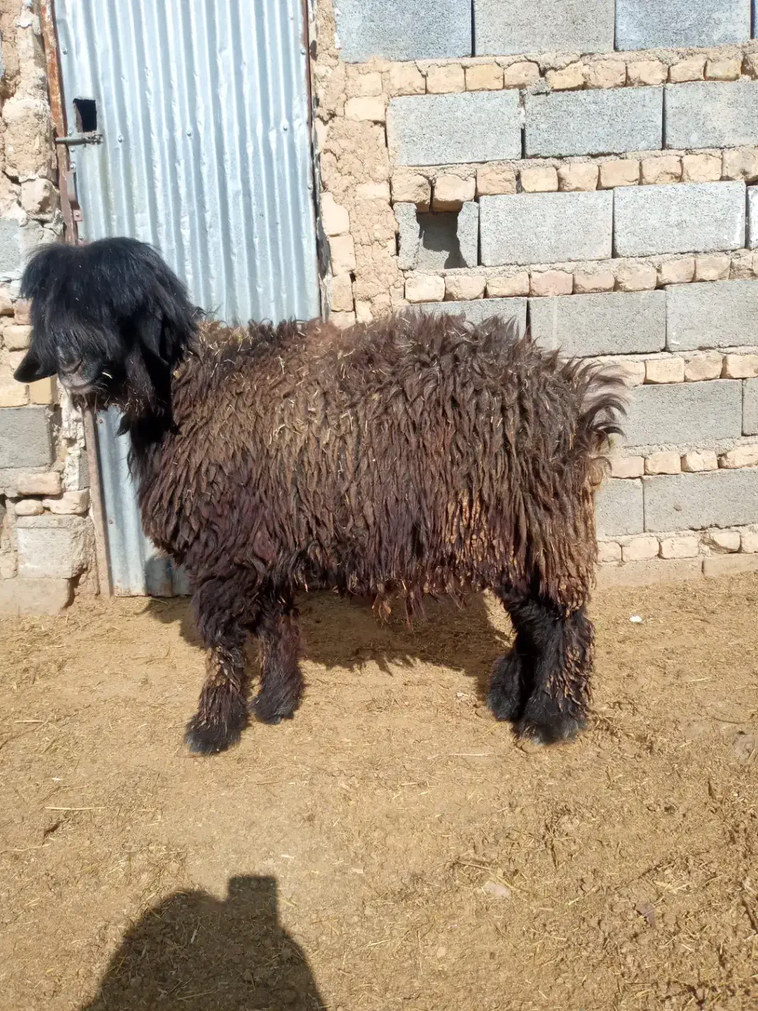 بره قوچ|حیوانات مزرعه|شیراز, گویم|دیوار