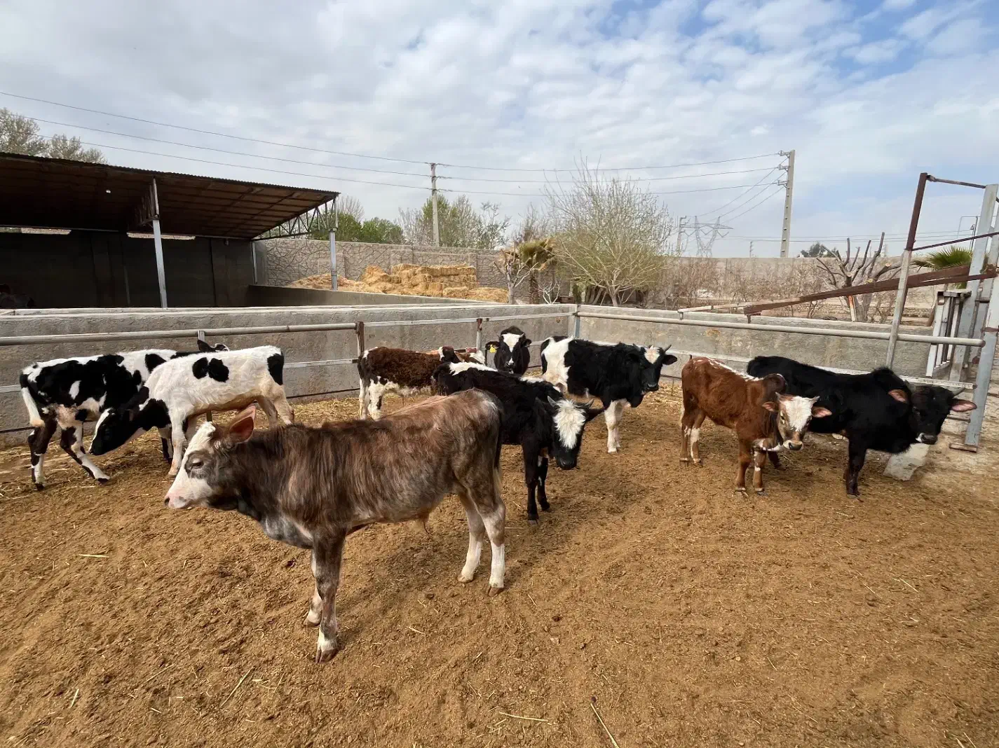 گیلدورگ لاغر|حیوانات مزرعه|جوادآباد, |دیوار