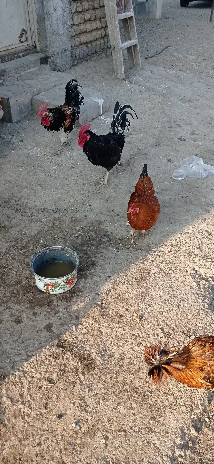 خروس سیاه|حیوانات مزرعه|کهریزک, |دیوار