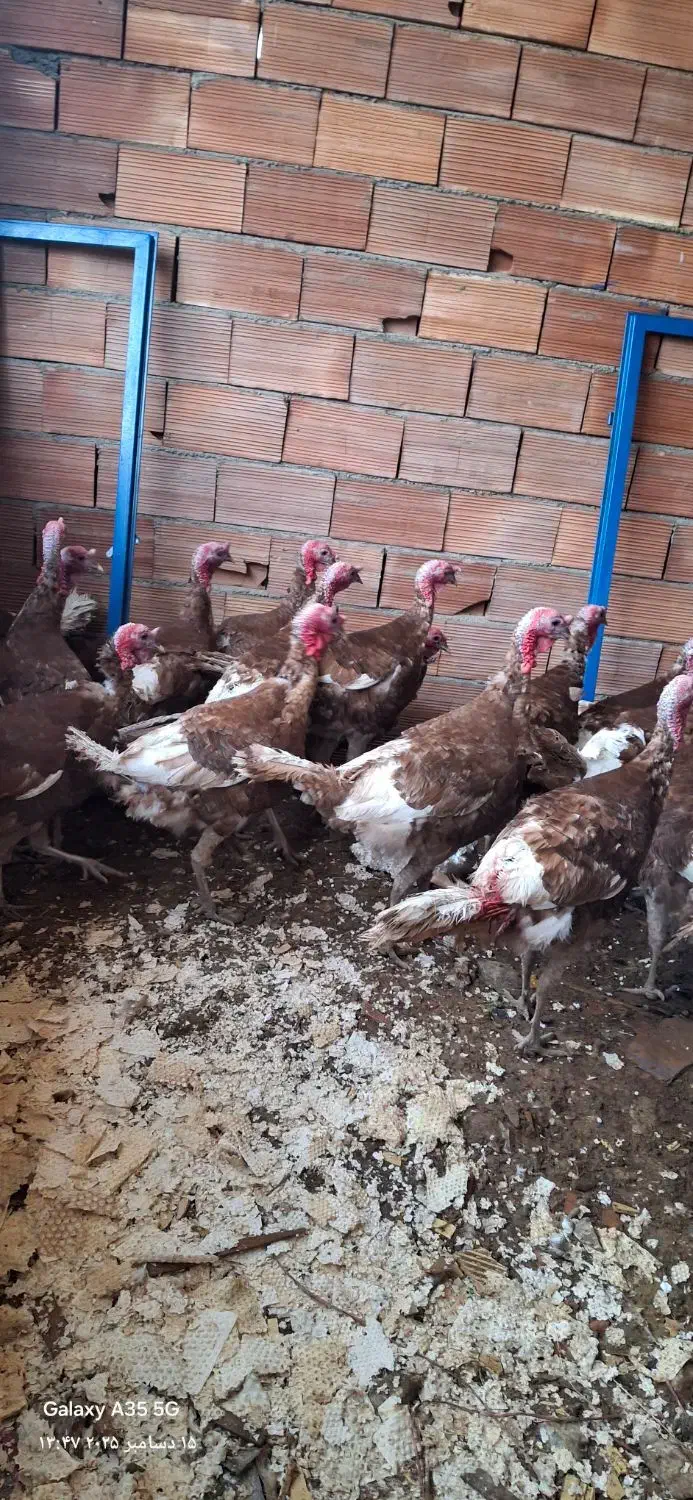 بوقلمون خومالی|حیوانات مزرعه|مریوان, |دیوار