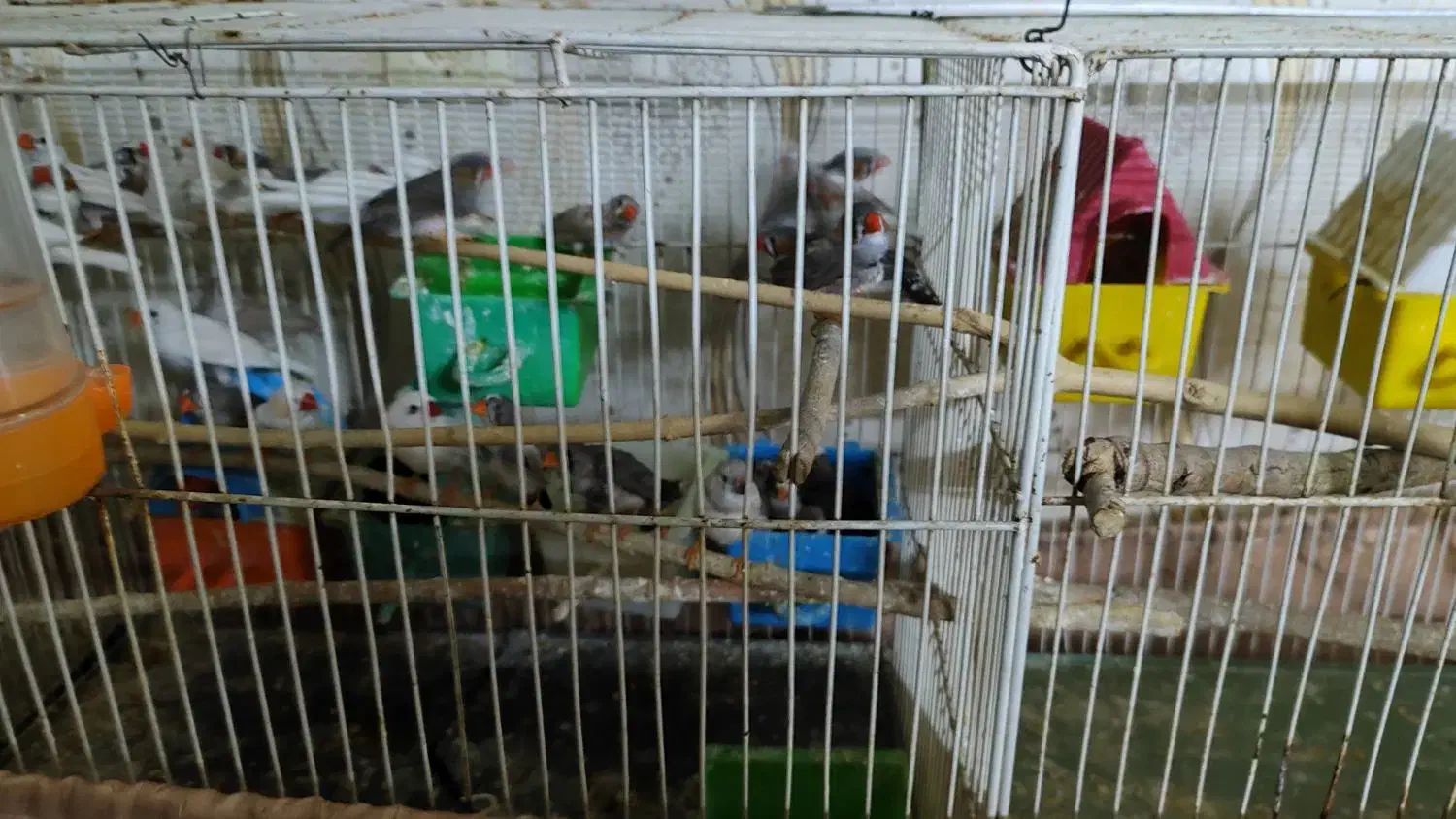 فنچ|پرنده|مشهد, زیبا شهر|دیوار