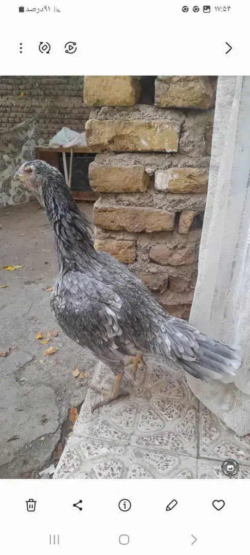 مرغ لاری نژاد اصل|حیوانات مزرعه|خوی, |دیوار