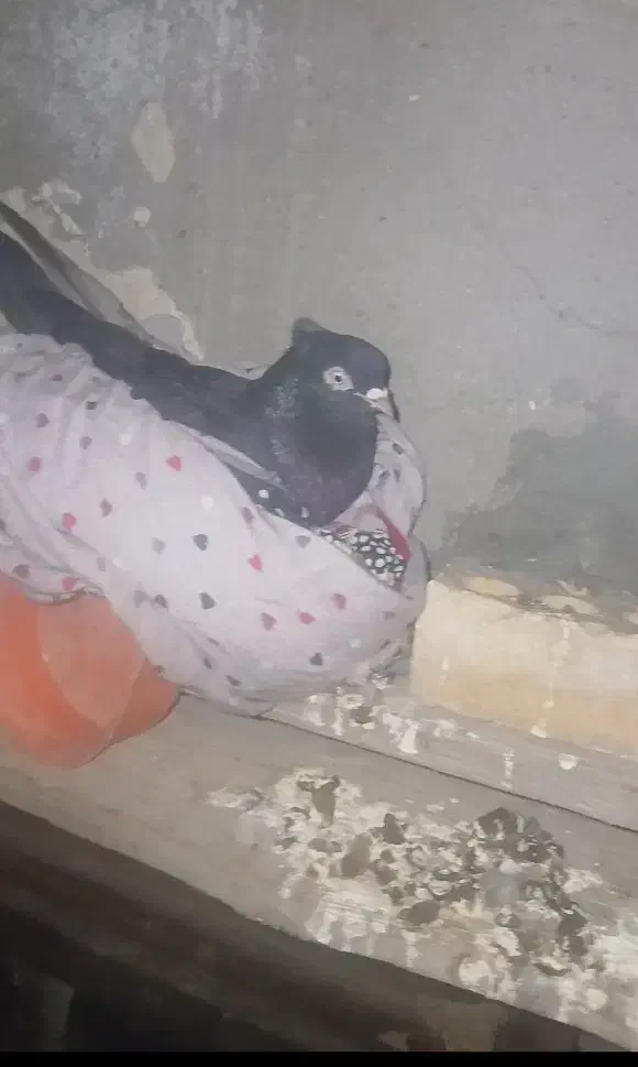 ماهشهر شهرک مدنی گلستان ۷|پرنده|بندر ماهشهر, |دیوار