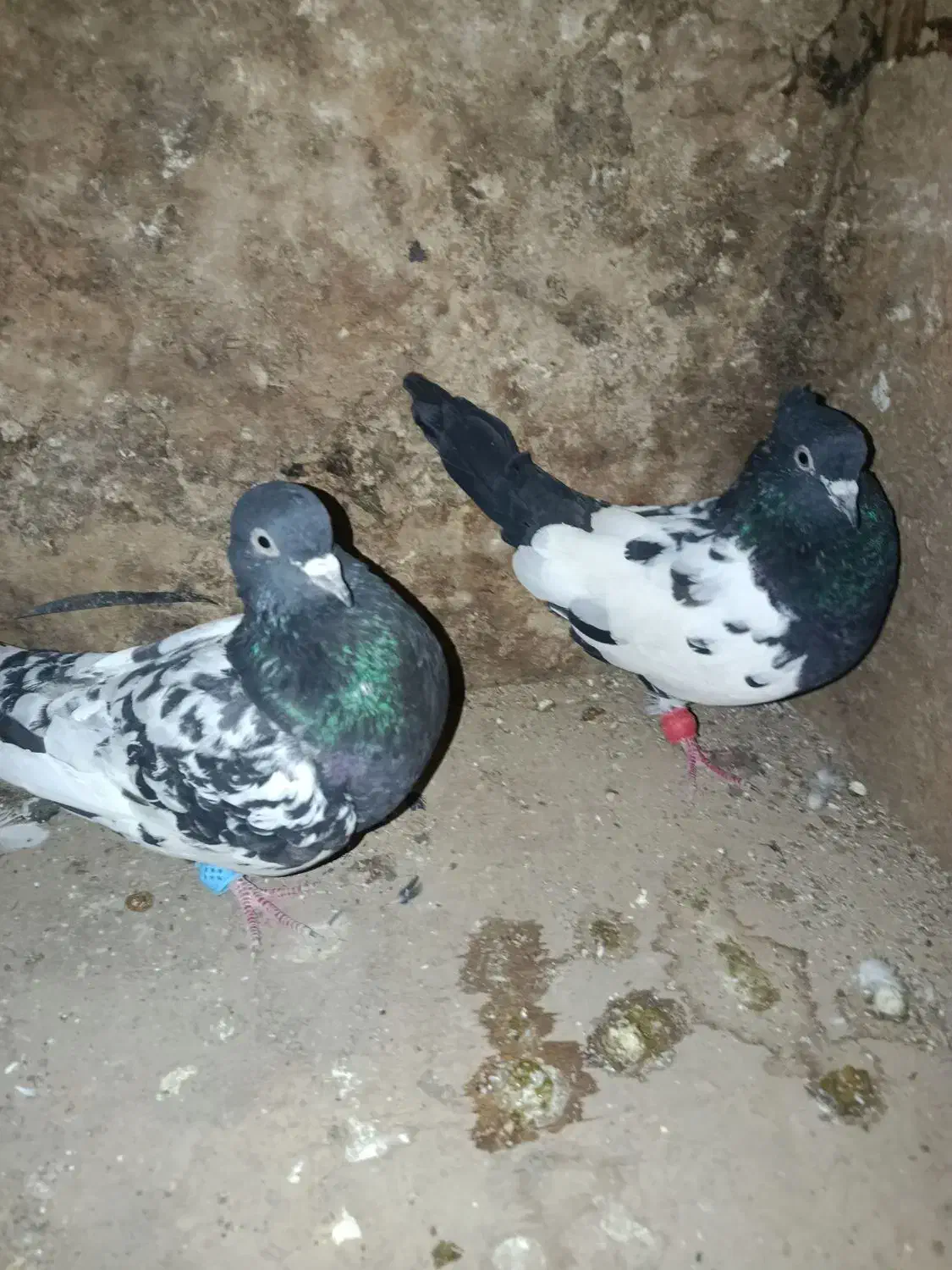 کبوتر سینه|پرنده|گنبد کاووس, |دیوار