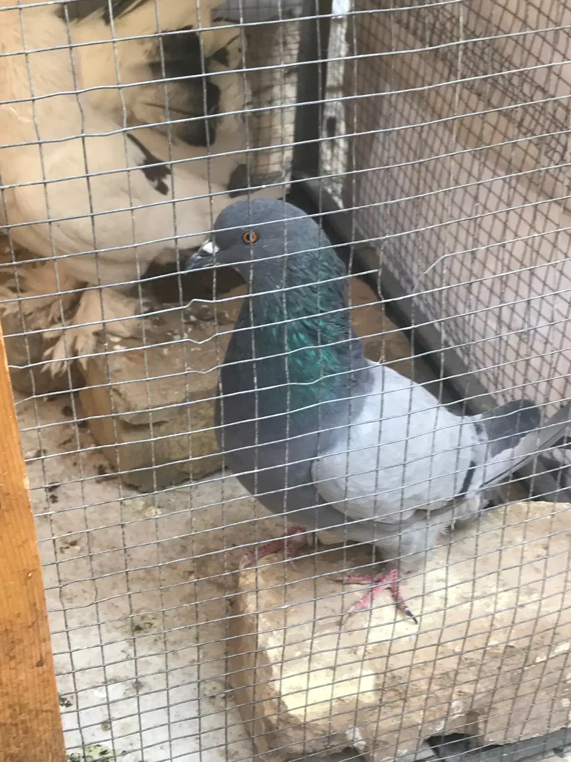 کبوتر نر اصفهانی بازیکن پرشی|پرنده|شاهینشهر, شهرک گلدیس|دیوار