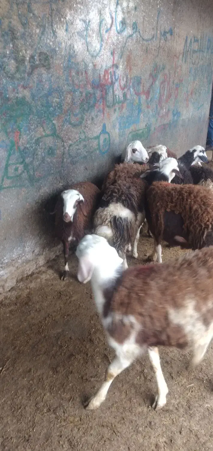 ۸عدد بره نر و ماده پلنگی|حیوانات مزرعه|بروجرد, |دیوار