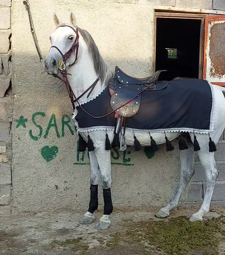 مادیان شکم‌ خالی|اسب و تجهیزات اسب‌سواری|سنندج, |دیوار