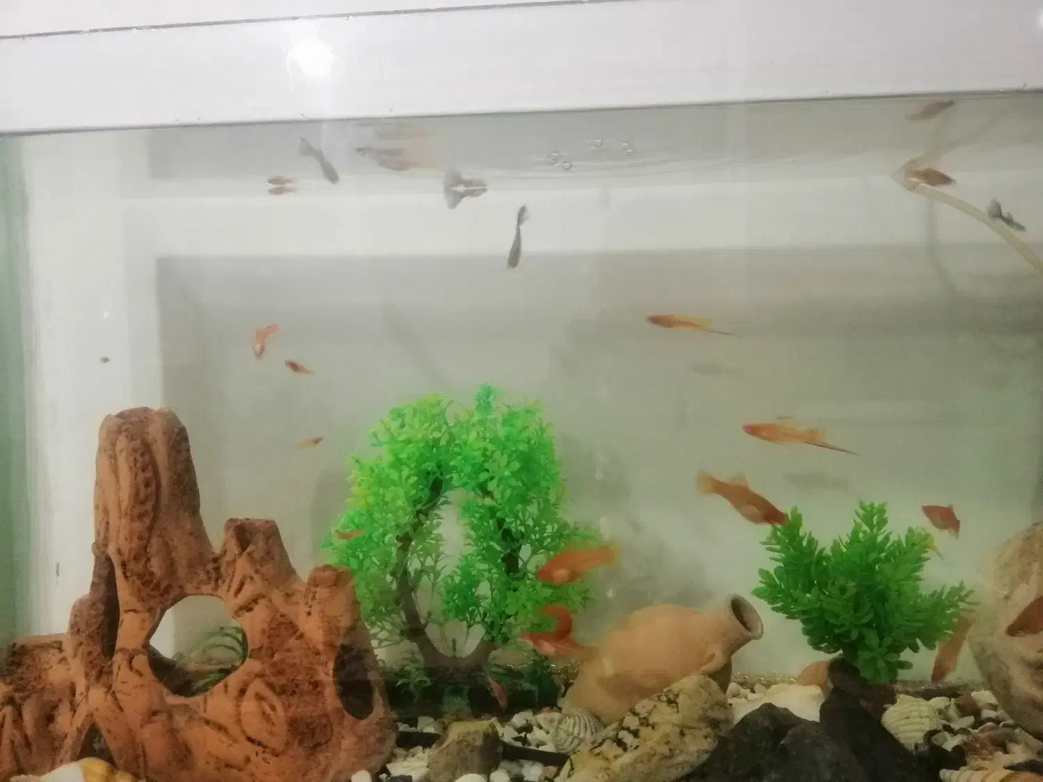 ماهی اکواریوم سر جم|ماهی|سنندج, |دیوار