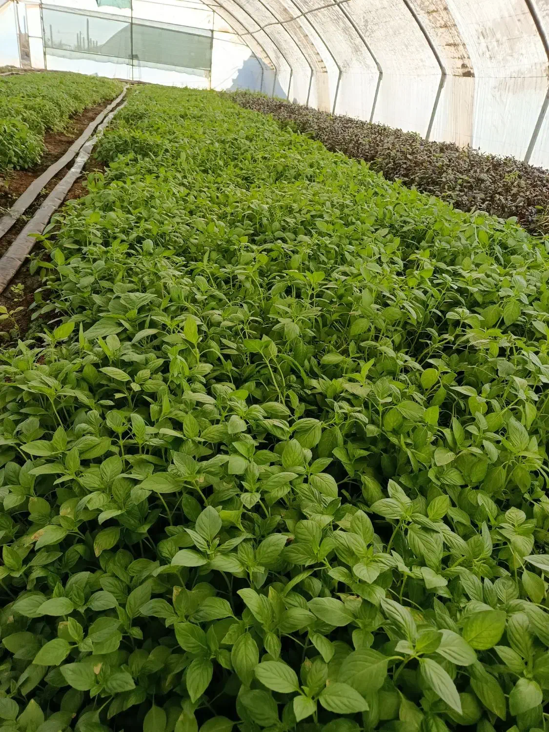 سبزی ریحان|خوردنی و آشامیدنی|زاوه, |دیوار