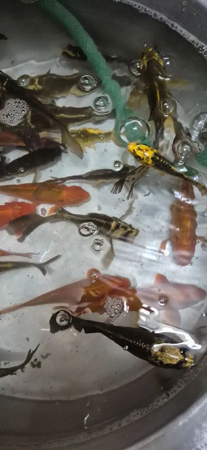 ماهی کوی|ماهی|قم, دروازه کاشان|دیوار