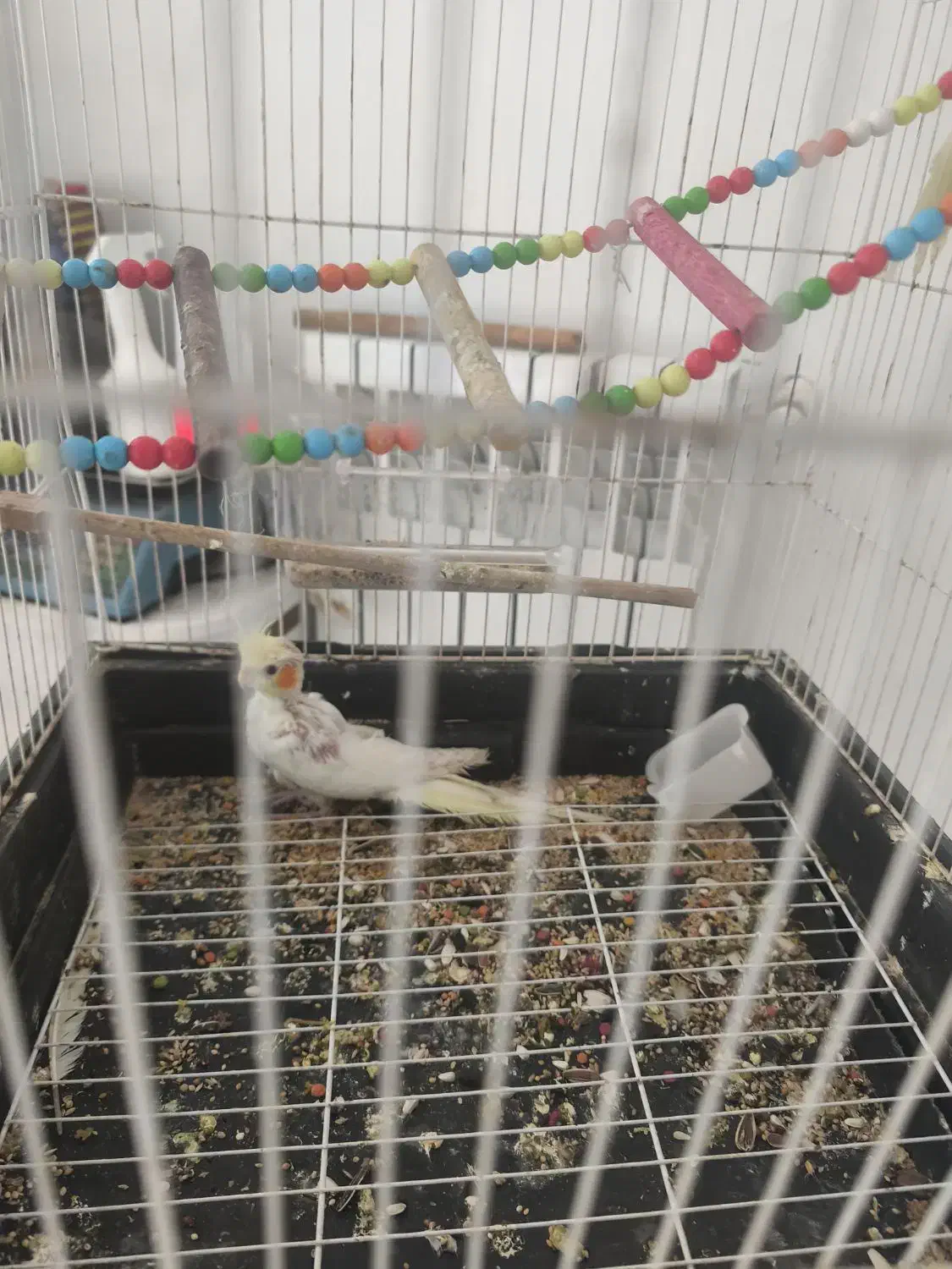 عروس هلندی|پرنده|رشت, پیرکلاچای|دیوار