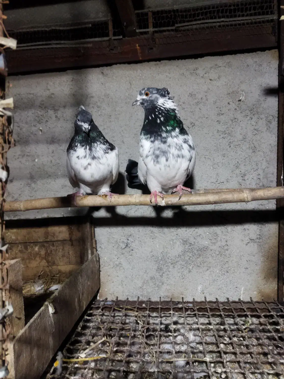 کبوتر کله دم سبز و طوقی نر|پرنده|قائم‌شهر, |دیوار