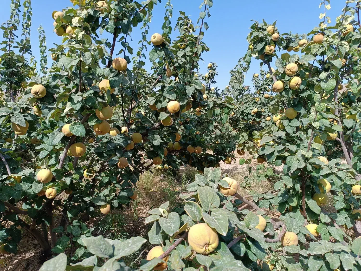 به اصفهانی|خوردنی و آشامیدنی|شیراز, باغ تخت|دیوار