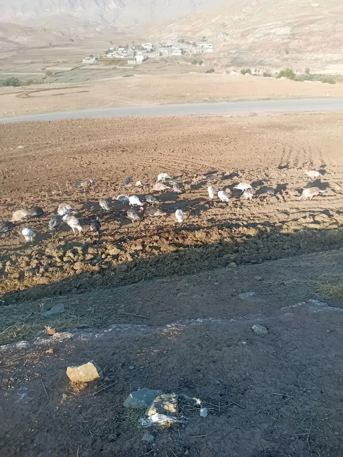 بوقلمون|حیوانات مزرعه|سیروان, |دیوار