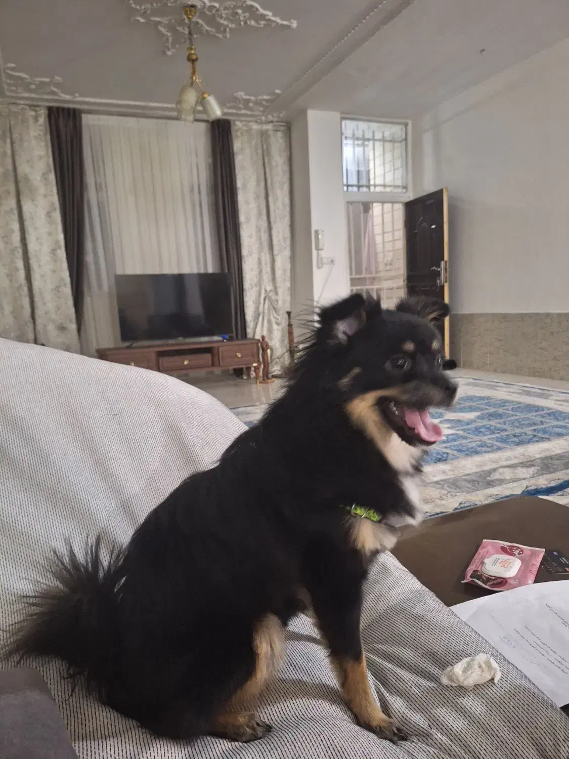 فروش سگ پامر اشپیتس|سگ|فردیس, قریشی|دیوار