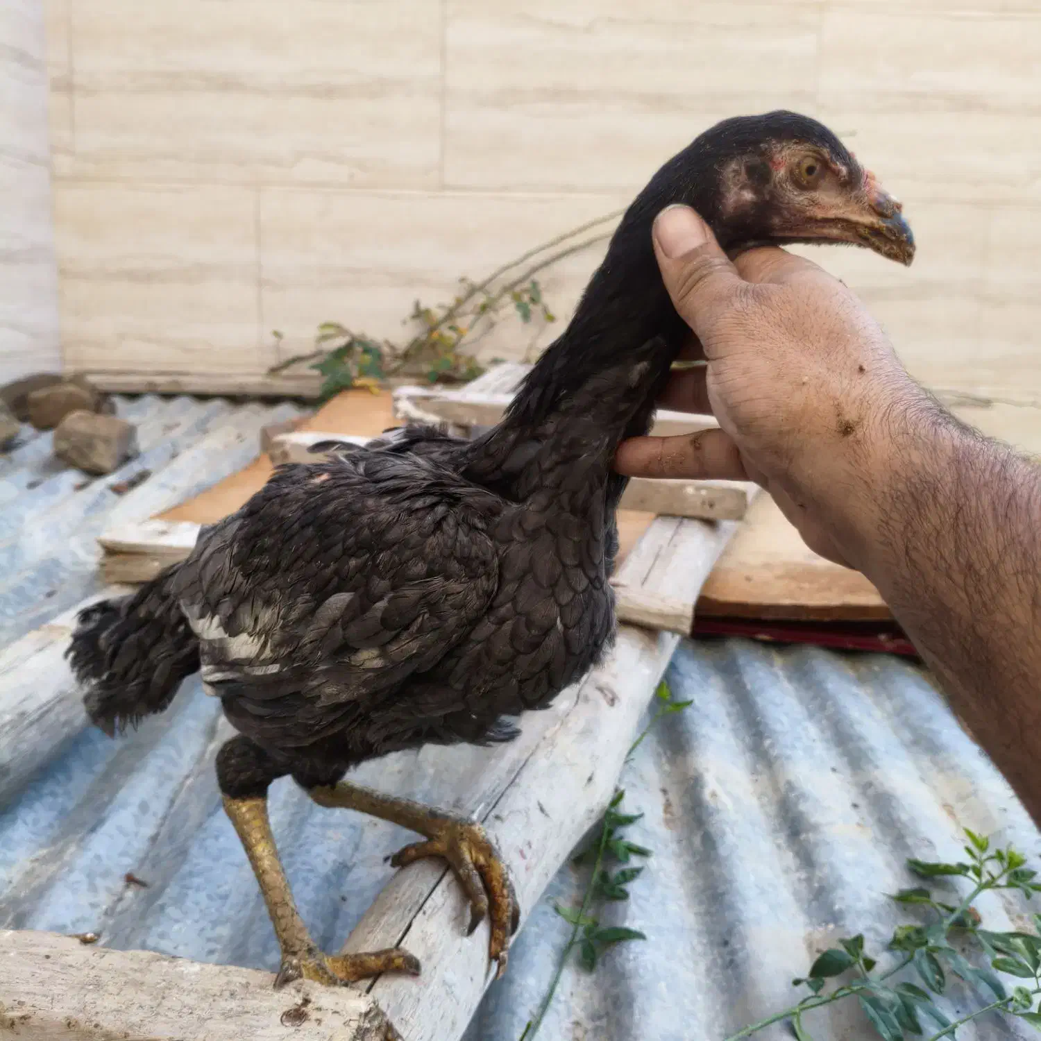 واگذار ۵ عدد مرغ و خروس لاری|حیوانات مزرعه|گرگان, |دیوار