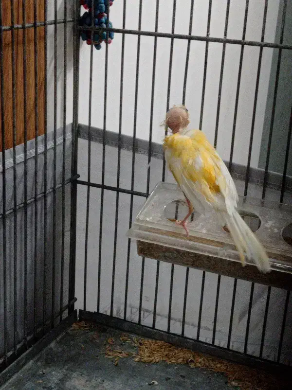 قناری|پرنده|تهران, آهنگران (سراسیاب دولاب)|دیوار