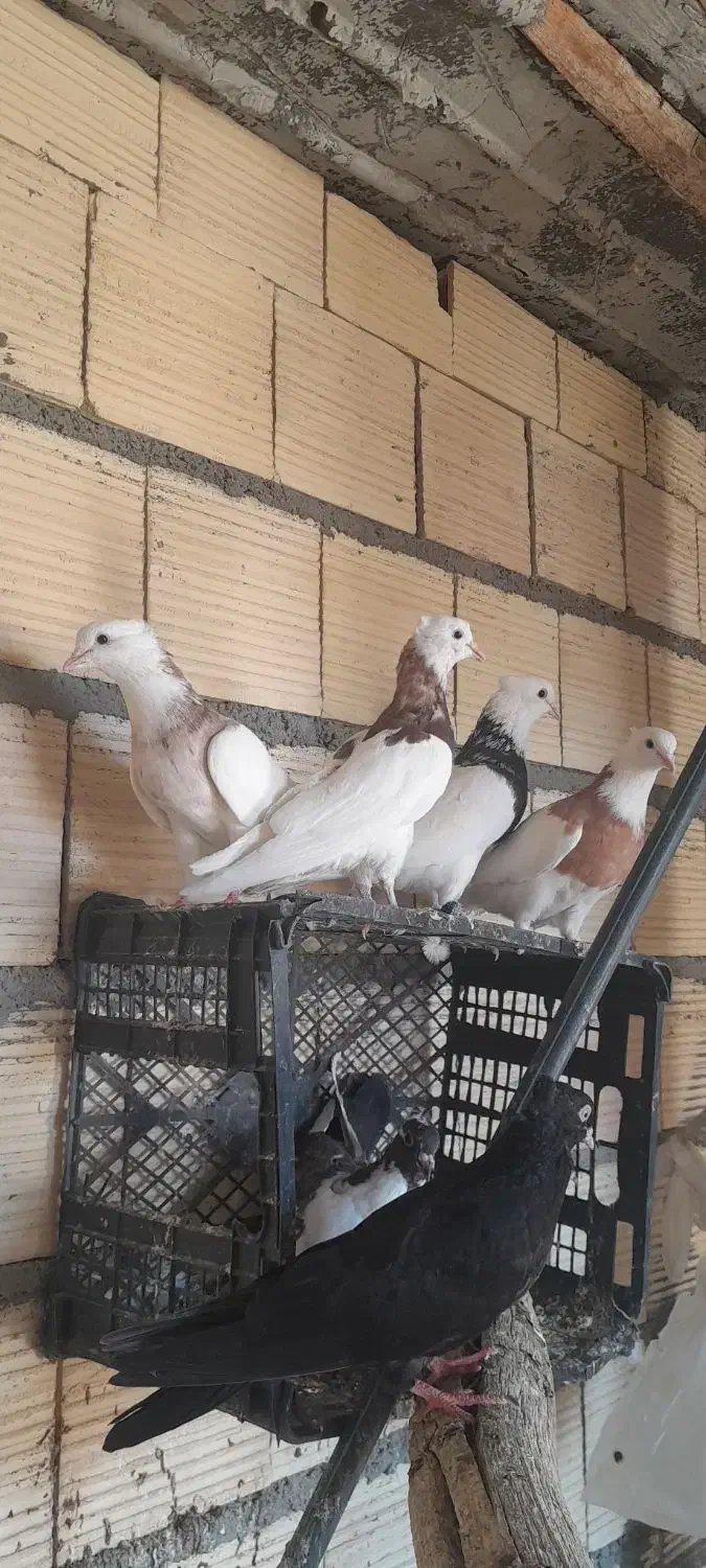 کبوتر طوقی زاغ|پرنده|یاسوج, |دیوار