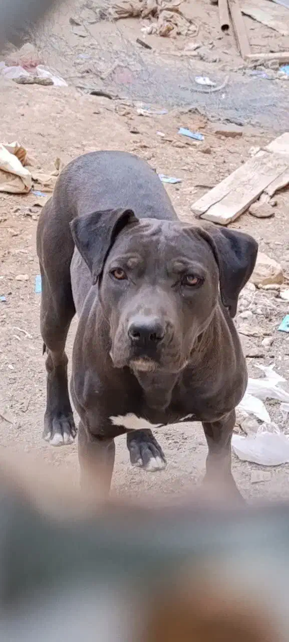 سگ پیتپول|سگ|زارچ, |دیوار