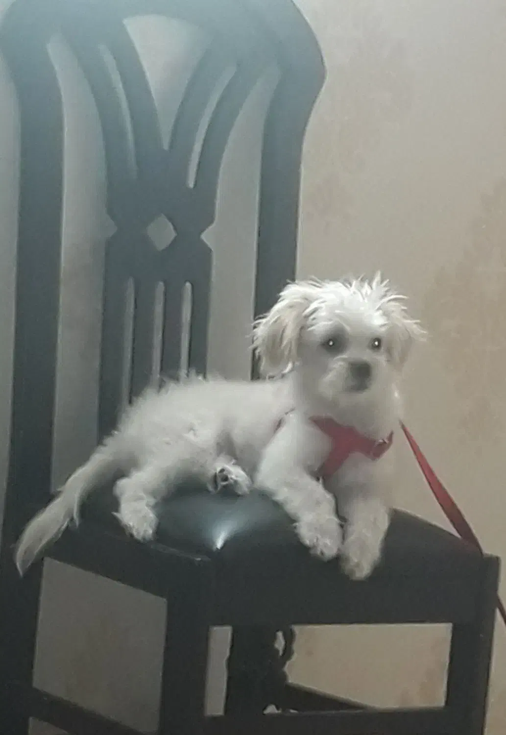 واگذاری سگ|سگ|پاکدشت, پاکدشت (مامازند)|دیوار