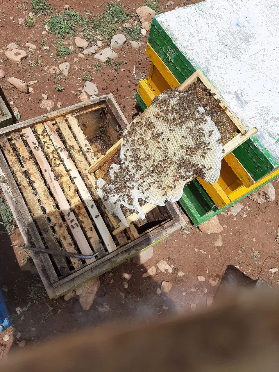 عسل طبیعی عوالان|خوردنی و آشامیدنی|سنندج, |دیوار