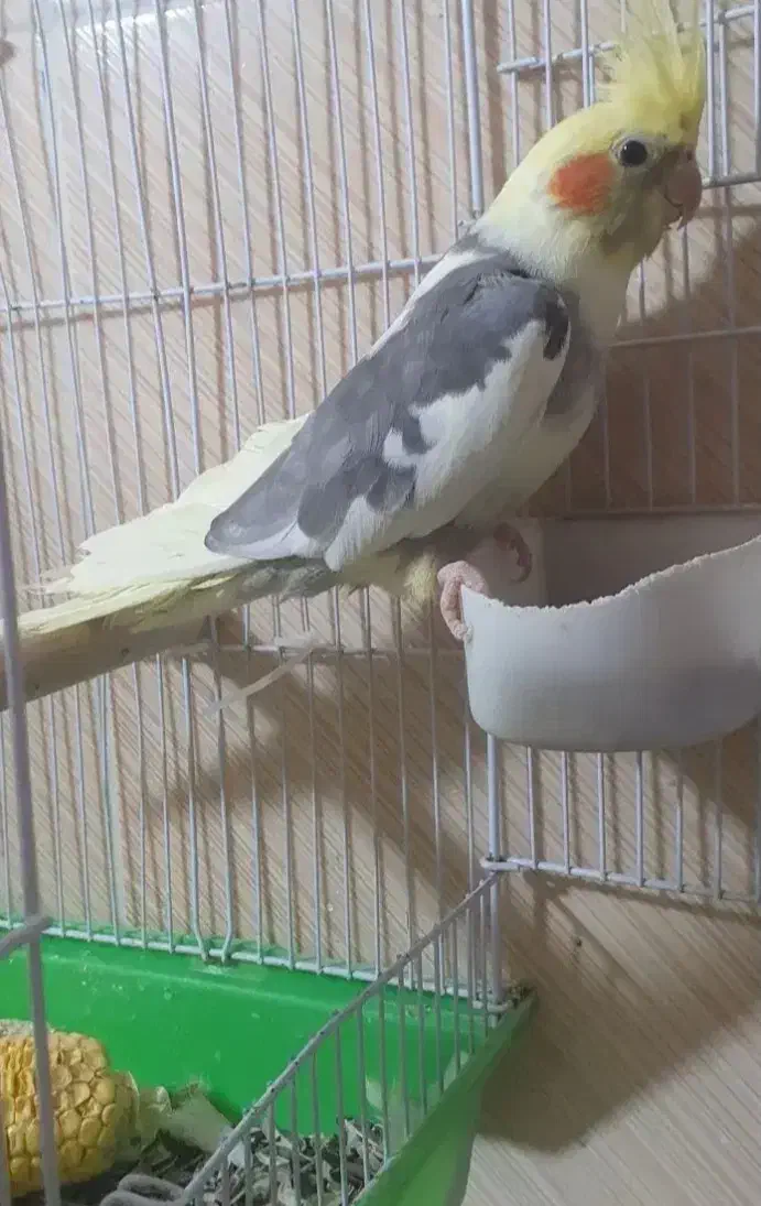 جوجه عروس هلندی|پرنده|میانه, |دیوار