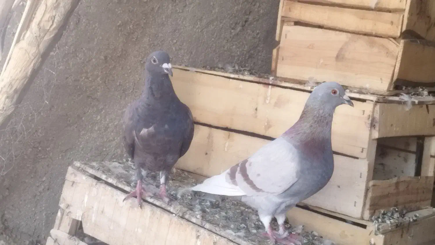 درجه یک|پرنده|جنت, |دیوار