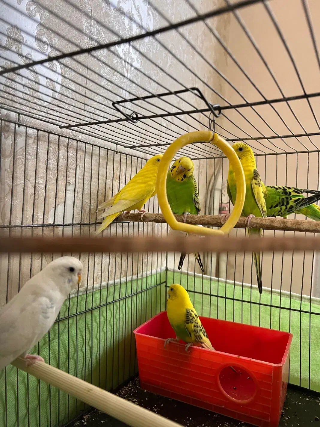 مرغ عشق|پرنده|مراغه, |دیوار