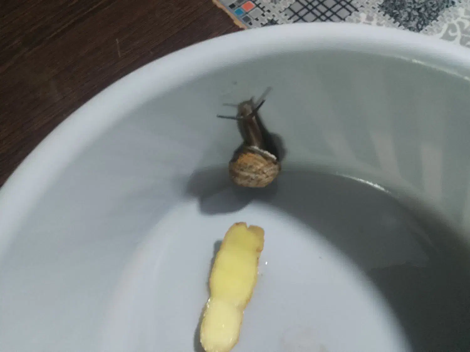 حلز.ون|خزنده|تربت‌حیدریه, اندیشه|دیوار