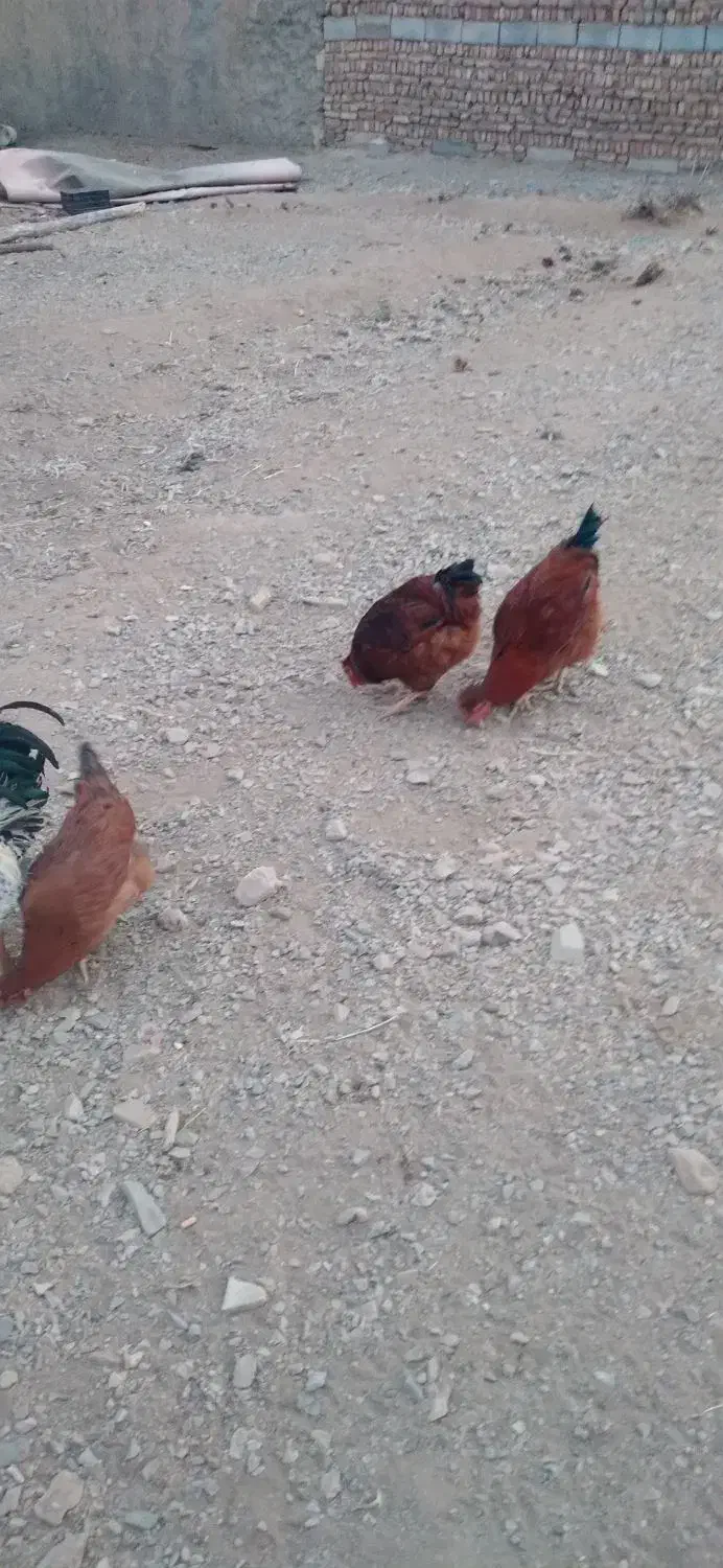 خروس رسمی محلی|حیوانات مزرعه|ساوه, |دیوار