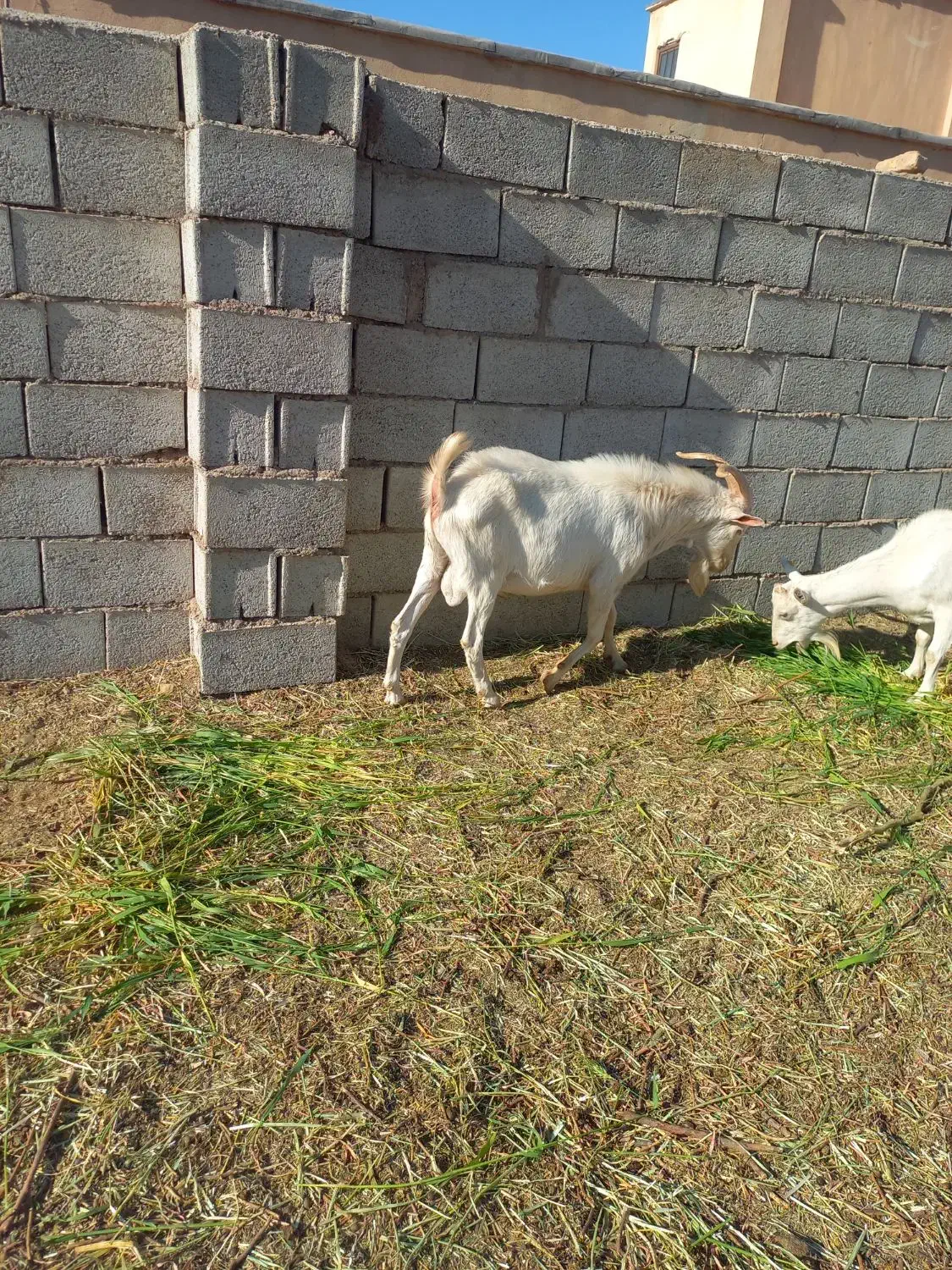 نربز سانن اصل|حیوانات مزرعه|برزک, |دیوار