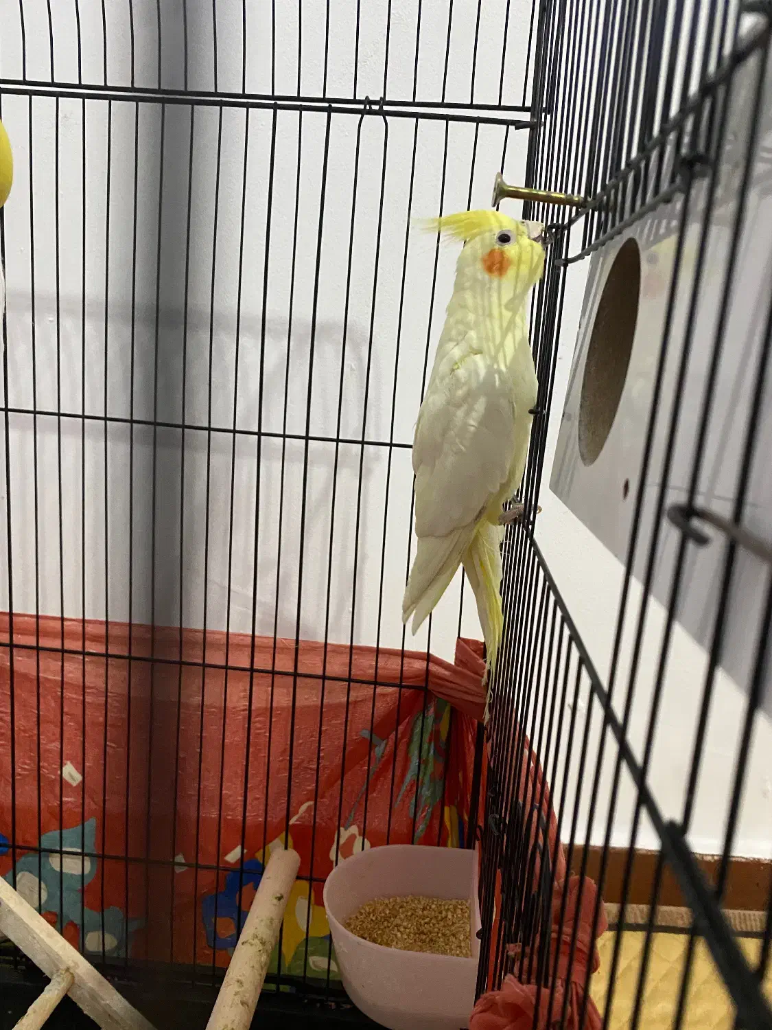 عروس هلندی نر|پرنده|وحیدیه, |دیوار