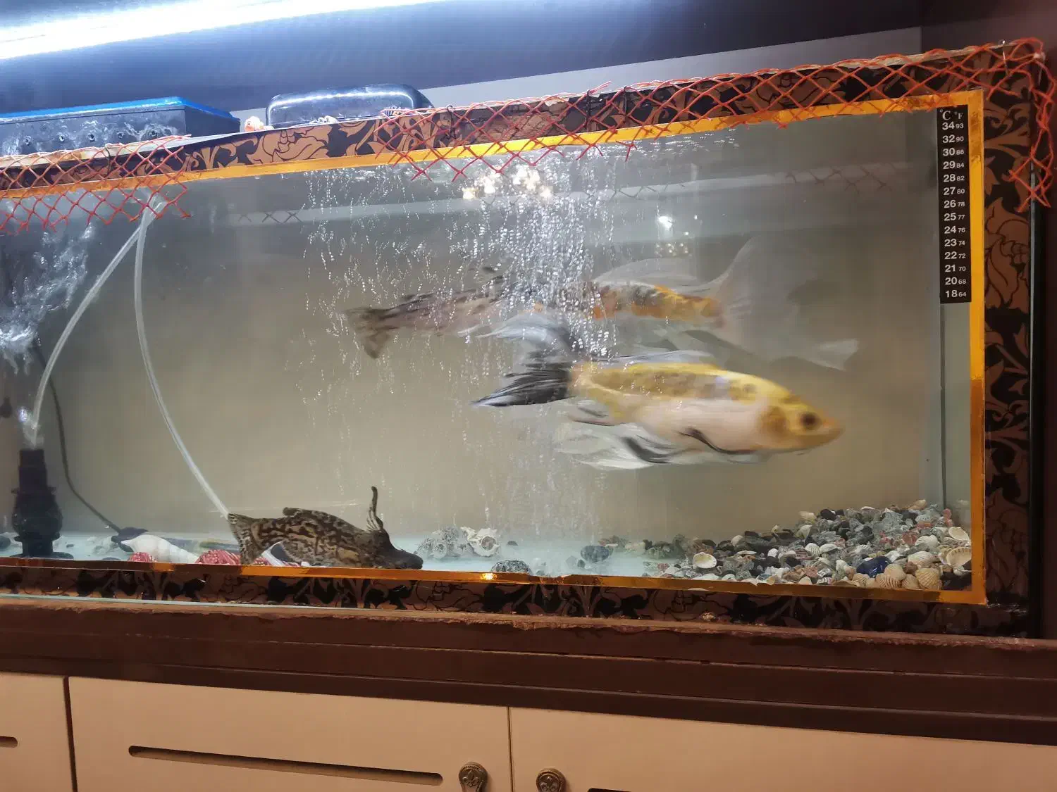 آکواریوم|ماهی|تبریز, |دیوار