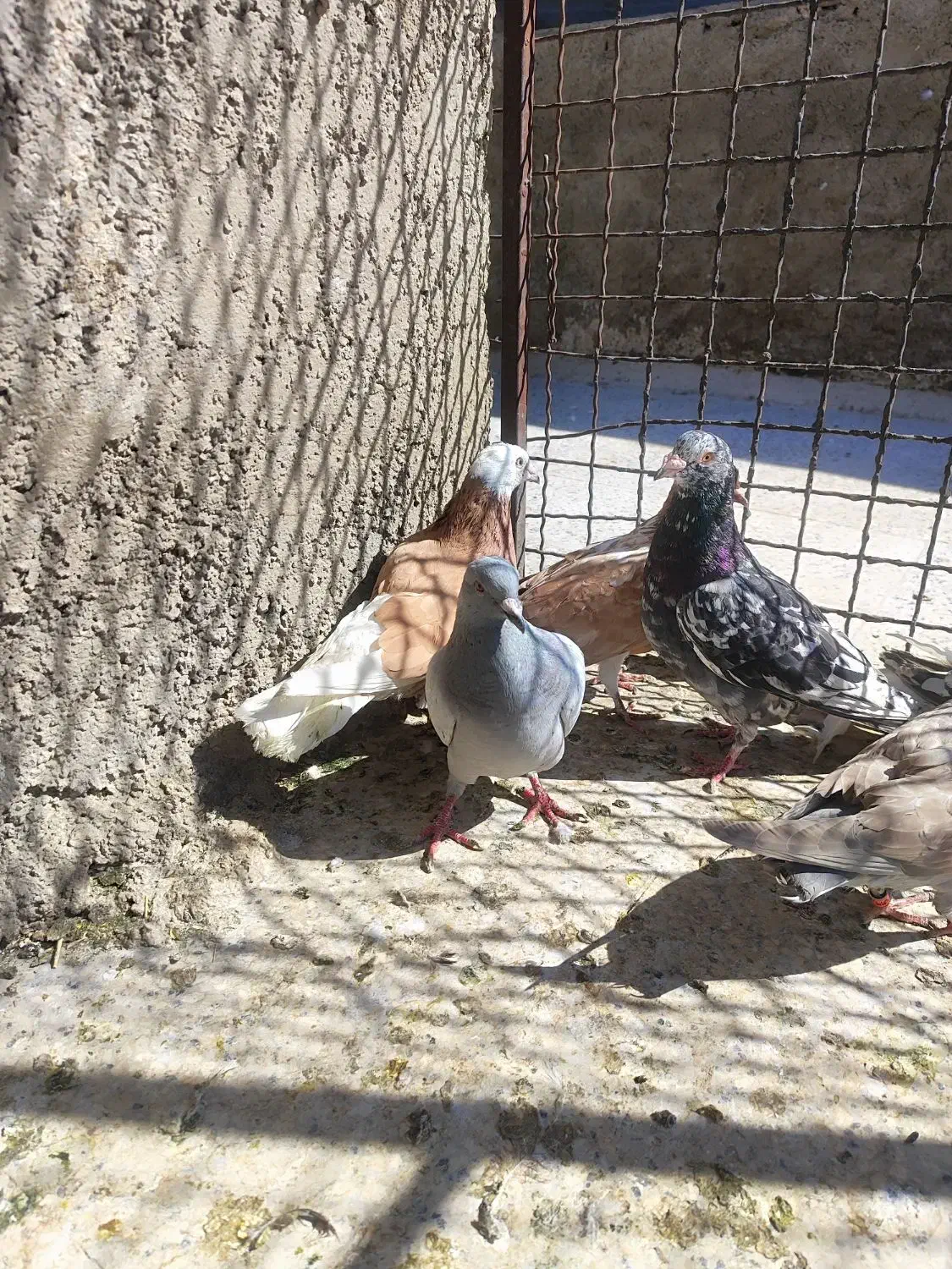 کبوتر کله کنی|پرنده|شیراز, کوزه گری|دیوار