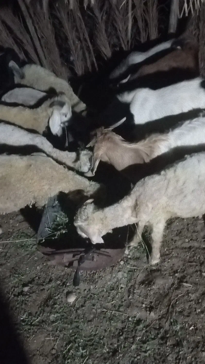 کهره و بره|حیوانات مزرعه|کهنوج, |دیوار