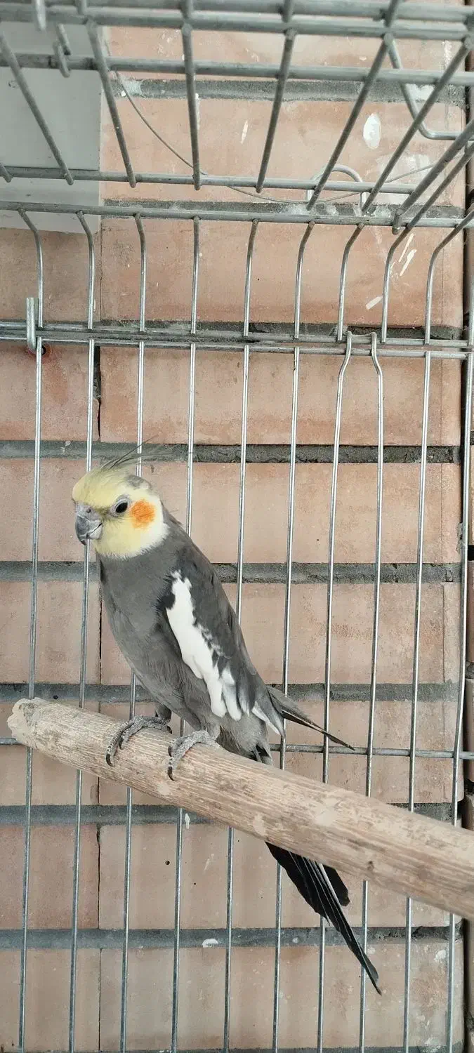 جفت عروس هلندی|پرنده|فولادشهر, مسکن مهر فولادشهر|دیوار