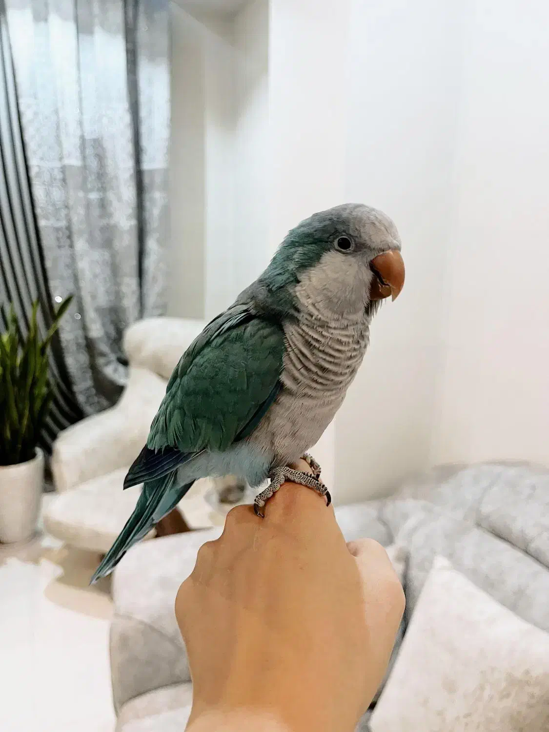 طوطی راهب|پرنده|فردیس, نسترن شرقی|دیوار